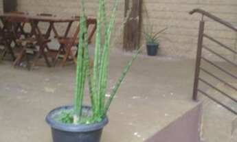 Imagem 3: Casa Térrea, Vila Sônia - São Paulo