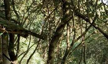 Imagem 7: Chácara 1038 M2 com Rio do Salto ao fundo - 20x50 / Água e Luz