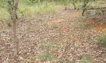 Imagem 4: . Uma Fazenda de 50 alqueires município de Pium Tocantins