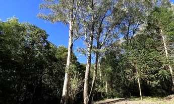 Imagem 6: Chácara com cachoeiras em São Francisco de Paula RS