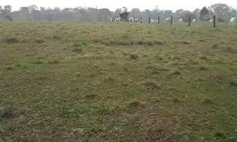 Imagem 4: COLÔNIA COM 50 HECTARES - BR 364 SENTIDO RIO BRANCO/ PORTO VELHO