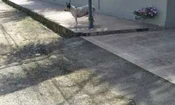 Imagem 7: Vendo ótima casa