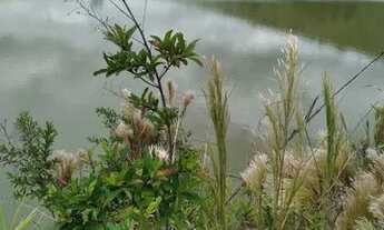 Imagem 2: Vendo fazenda Batis MG 320 hequitarias