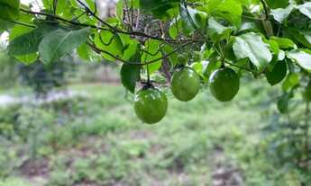 Imagem: Vendo sitio aprox 8mil m², no mojo 2 km