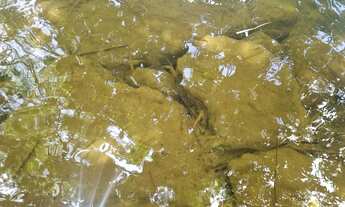 Imagem 5: Chacara 6.000 mt com rio