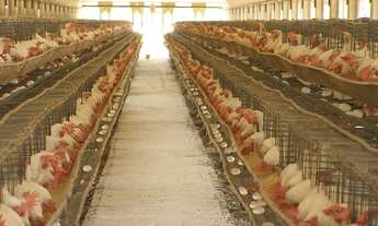 Imagem 3: ET - Crédito Rural - Compra de Imóvel - Milho Soja Cana Gado Trigo Feijão