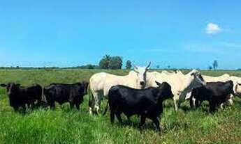 Imagem 5: ET - Crédito Rural - Compra de Imóvel - Milho Soja Cana Gado Trigo Feijão