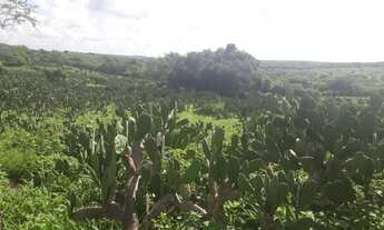 Imagem 5: Fazenda com 137 hectares a um km centro de São Pedro do Potengi