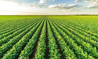 Imagem: Arrendamento para lavoura em Jaraguari MS