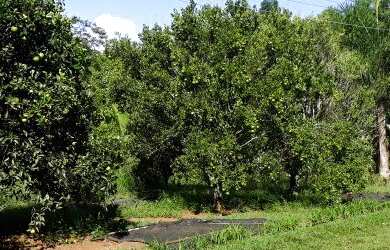 Imagem 5: Chácara em Capão Bonito