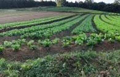 Imagem 2: Terrenos em Ibiúna com Fácil Acesso a Osasco