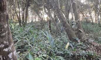 Imagem 7: Vendo Chácara no município de Nerópolis 2.500 m²