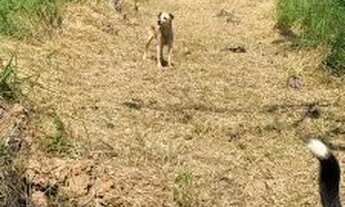 Imagem 6: Terreno direto com dono