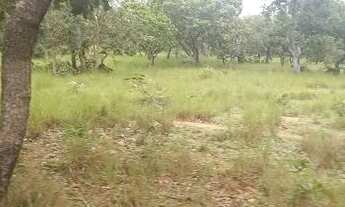 Imagem 6: . Uma Fazenda de 50 alqueires município de Pium Tocantins