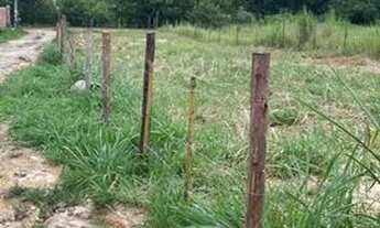 Imagem 3: Terreno em pinheiral