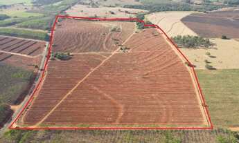 Imagem 4: 95% cana em União Paulista