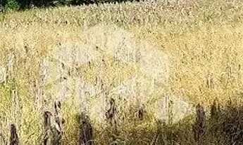 Imagem 6: Área rural em Santa Lucia Vale dos vinhedos