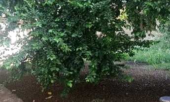 Imagem 5: Vendo casas em alvenaria- Vila Nova-Maringá