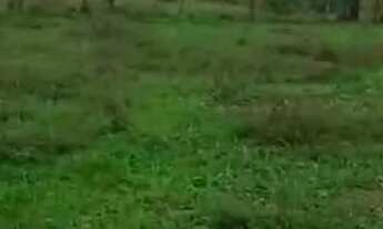 Imagem 3: Fazenda para reserva, reflorestamento, pecuária aceita troca