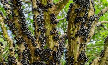 Imagem 3: LOTE EM CONDOMÍNIO DE CHÁCARAS - Bonfinopolis/Leopoldo de Bulhões