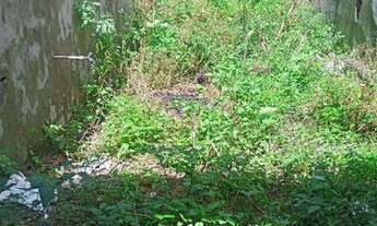 Imagem 3: Vendo terreno em Afogados