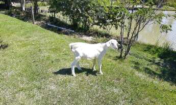 Imagem 5: Chácara com 3 dormitórios à venda, 8700 m² por R$ 690.000,00 - Iperó Mirim - Araçoiaba da