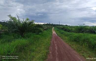 Imagem 3: R$ 960 mil reais 137 Hectares com 50 Hectares de dendê