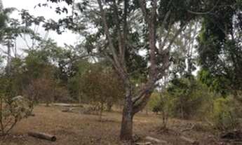 Imagem: Sitio com sede, pomar, nascente, reserva