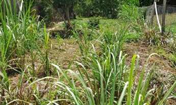 Imagem 7: Mini Sitio com Galpão em Taquara na Localidade de Santa Cruz da Concórdia