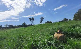 Imagem 3: Sítio 8,5 Alqueires c/ 21 piquetes e mais 9 divisões pasto - 12 KM Mutunópolis GO