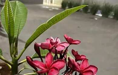 Imagem 3: Casa para festas e eventos