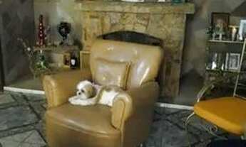 Imagem 2: Casa Terrea Casa com 4 dormitórios