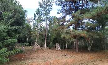 Imagem: Sítio sossegado com muitas árvores no