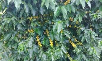 Imagem 2: Sítio 65 mil pes de café