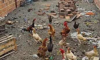 Imagem 3: Vendo terreno no papagaio próximo a Fragamaia ao lado do condomínio Havena