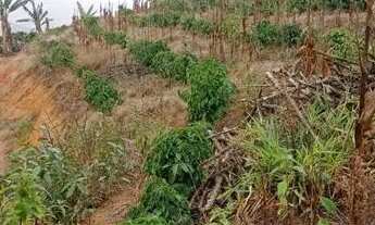 Imagem 6: Chácara em São Roque Maravilha - Alfredo Chaves