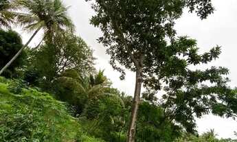 Imagem 6: Vendo sitio aprox 8mil m², no mojo 2 km da sede paço do lumiar