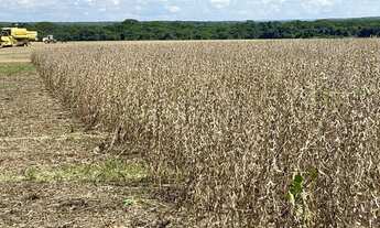 Imagem 3: Fazenda arrendamento 850 hec em Nobres MT