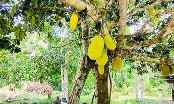 Imagem 8: IMPERDÍVEL, Sitio com Igarapé, com 10 hectares, - próximo cachoeira castanh