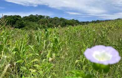 Imagem: Terreno à Venda em Ibiúna Região Verde