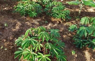 Imagem 7: Vendo esse terreno