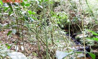 Imagem 6: Área à venda, 83652 m² por R$ 477.000,00 - Morungava - Gravataí/RS