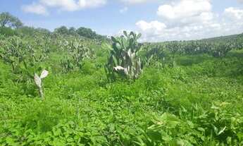 Imagem 3: Fazenda com 137 hectares a um km centro de São Pedro do Potengi