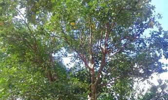 Imagem: Vendo Fazenda em Centenário Tocantins