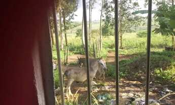 Imagem 2: Sitio 50 km Recife e 2 km da cidade de Glória do Goita