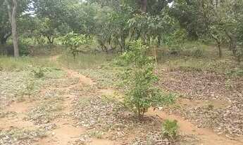 Imagem 2: . Uma Fazenda de 50 alqueires município de Pium Tocantins