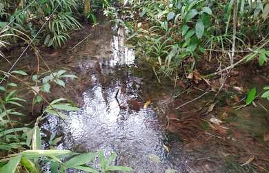 Imagem 3: Fazenda Agropecuária com 2500 ha em Nova Lacerda - MT