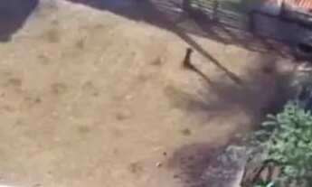 Imagem: FAZENDA 30,5 ALQUEIRES, PIRENÓPOLIS