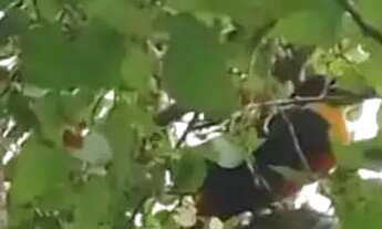 Imagem 3: Chácara Casa com 4 dormitórios