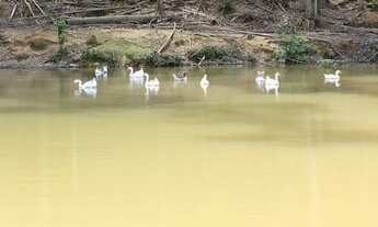 Imagem 4: Sitio em São Pedro de Alcântara